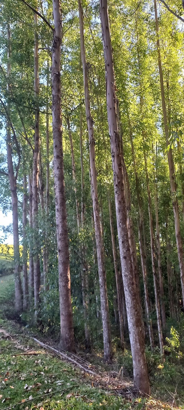 Eucaliptos 