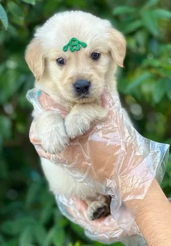 golden muito fofinho a pronta entrega, um pet de família - Cachorros e  acessórios - Pinheiros, São Paulo 1097949230