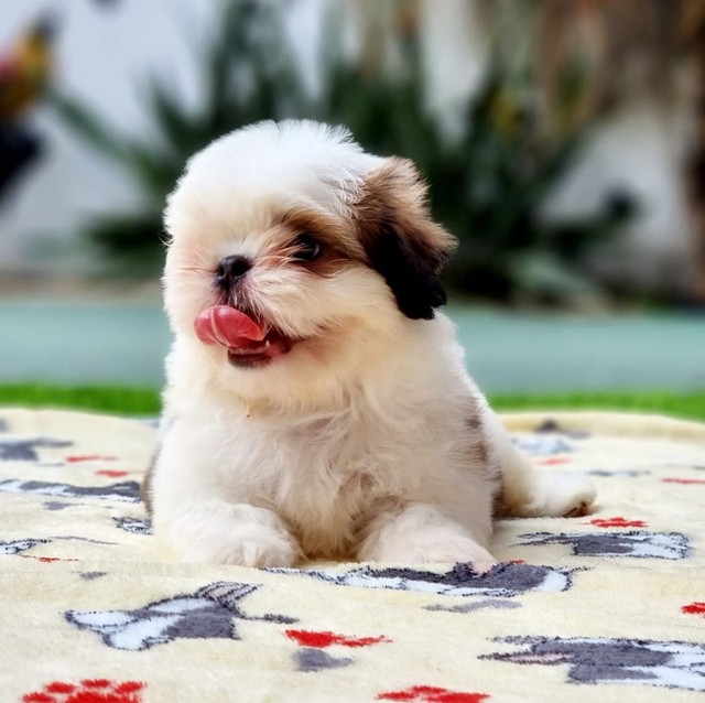 Shih tzus disponíveis, trabalhamos com vendas de cães e gatos de todas raças as raças  - Foto 4
