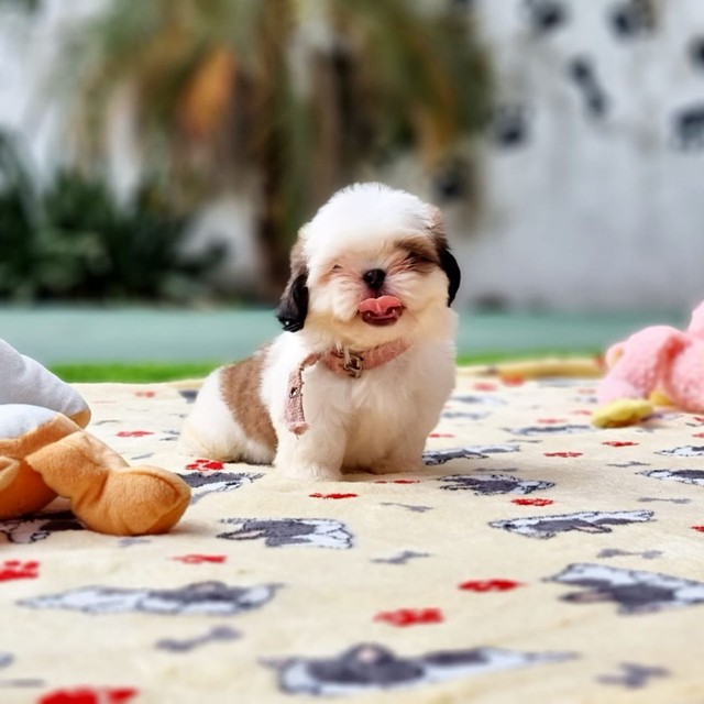 Shih tzus disponíveis, trabalhamos com vendas de cães e gatos de todas raças as raças  - Foto 2
