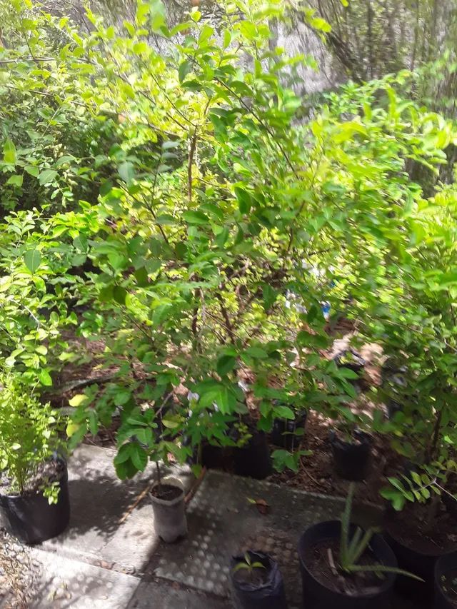 Pés de Acerola 