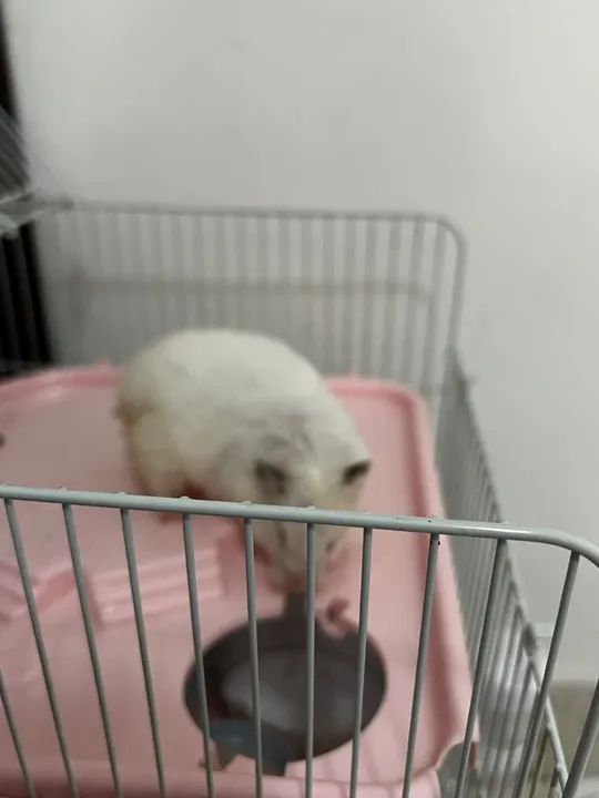 Gaiola para Roedores - 2 Andares - Foto 4