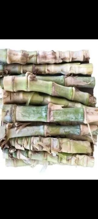 CAPIM BRS KURUMI  - Foto 3