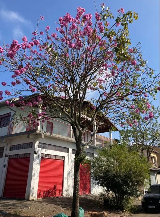 foto - São José dos Campos - Bosque dos Eucaliptos