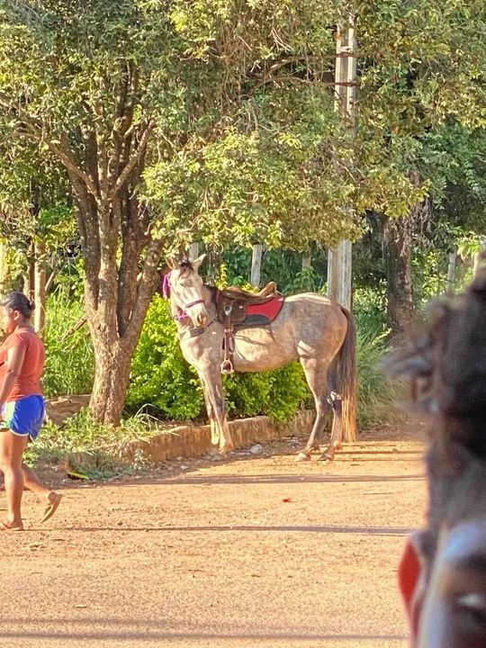 Cavalo para venda