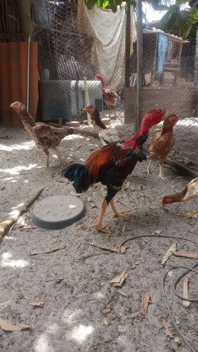 Pintos Polaco Gigante  - Foto 3