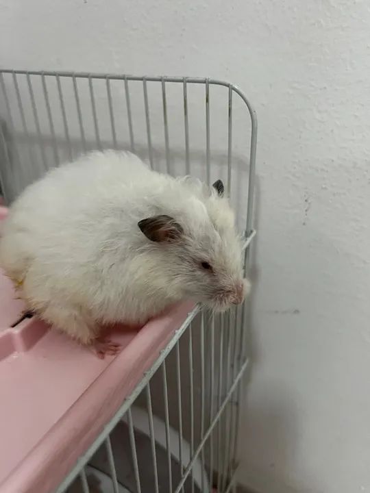 Gaiola para Roedores - 2 Andares - Foto 6