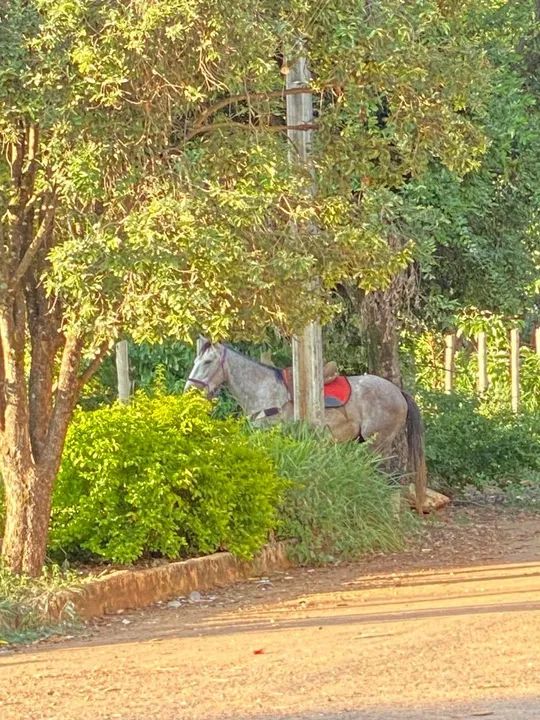 Cavalo para venda - Foto 2