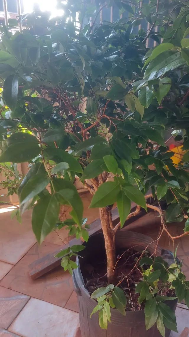 Frutíferas... - Foto 4
