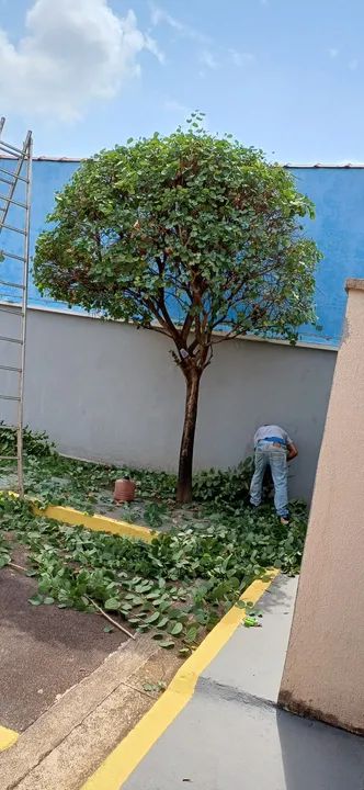 Jardinagem em geral  - Foto 3