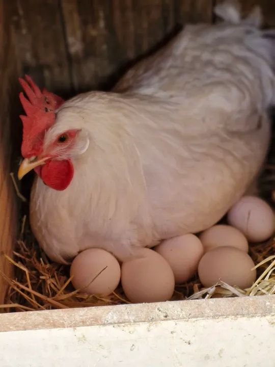 Galinhas e Galos LEGORNE Temos Frangas 