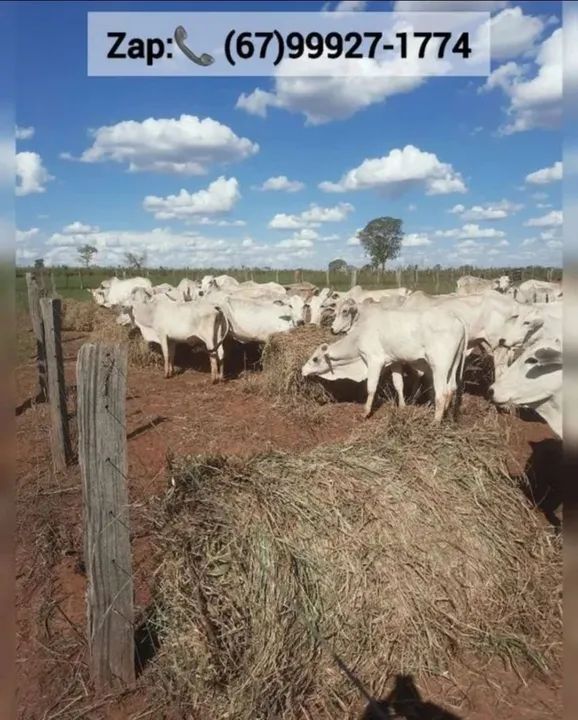Feno de alta qualidade para animais - Foto 5