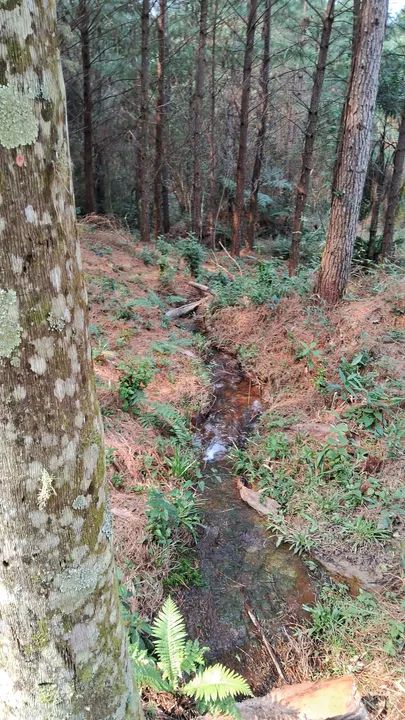 Sítio 2 hectares em Anitápolis-SC  - Foto 4