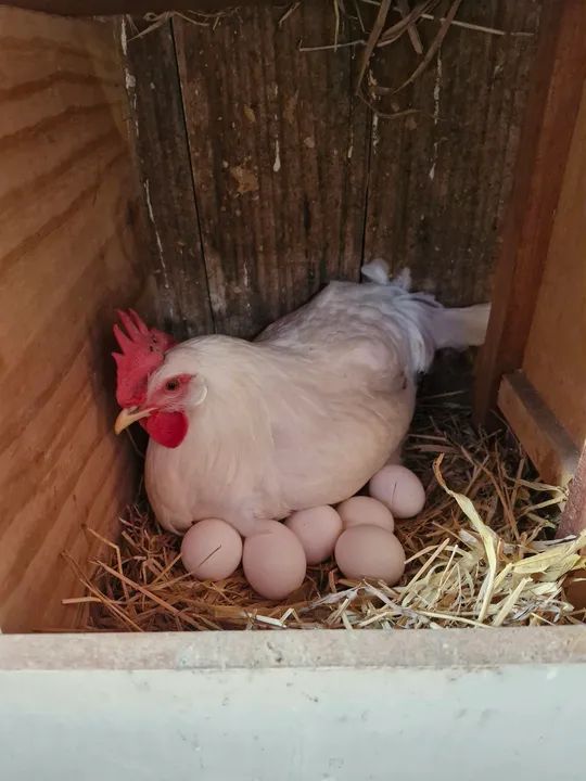 Galinhas e Galos LEGORNE Temos Frangas  - Foto 4