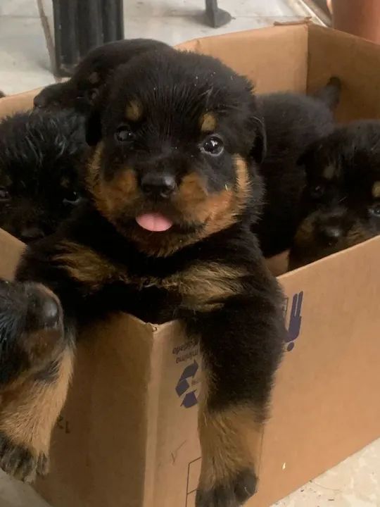 Filhotes de Rottweiler  - Foto 3