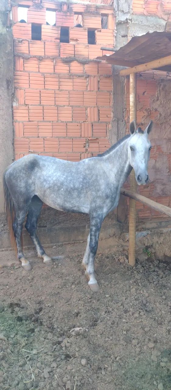 Égua manga larga registrada no provisório  - Foto 4