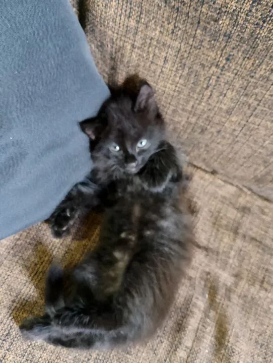 Gatinho preto e um m amarelinho 