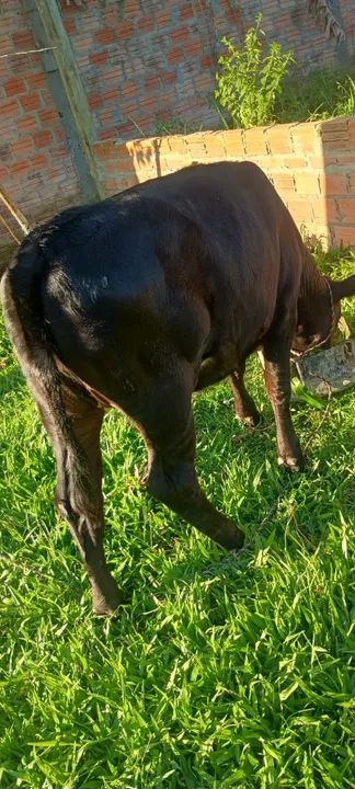 Terneira 10 meses  - Foto 5