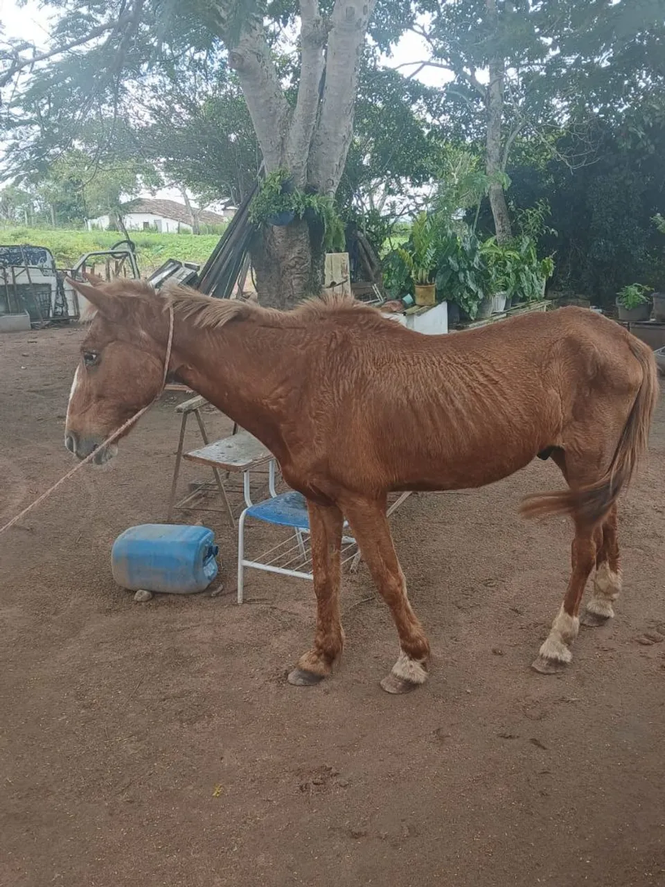 Cavalo para venda