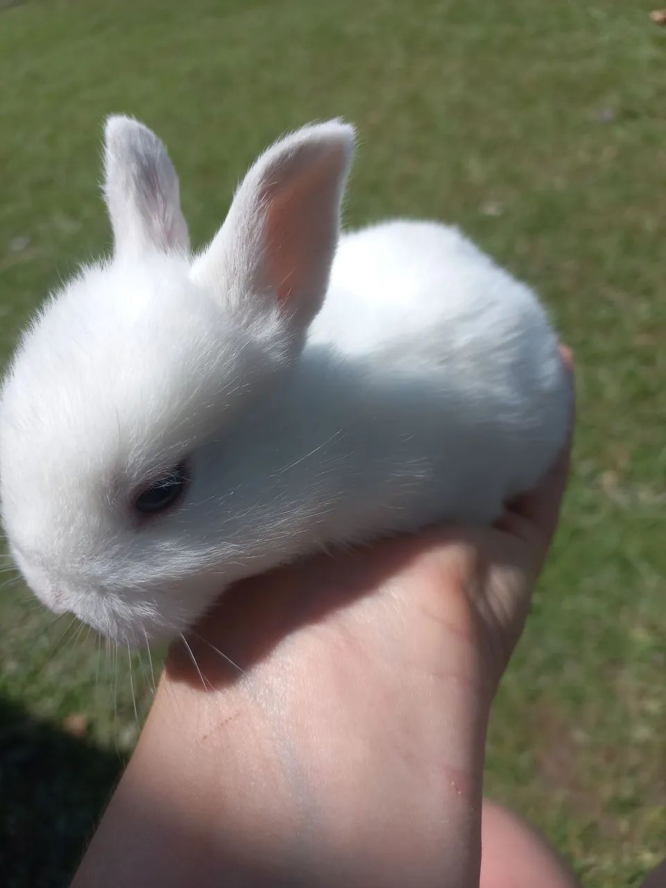 Filhotes de coelho - Foto 4