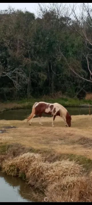 Linda egua quarto de milha 