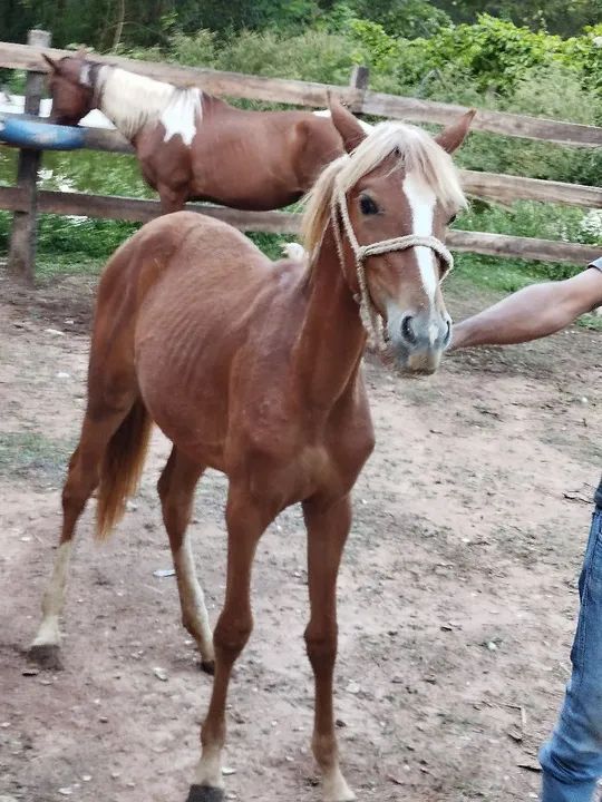 Potra para venda ou troca ! - Foto 3
