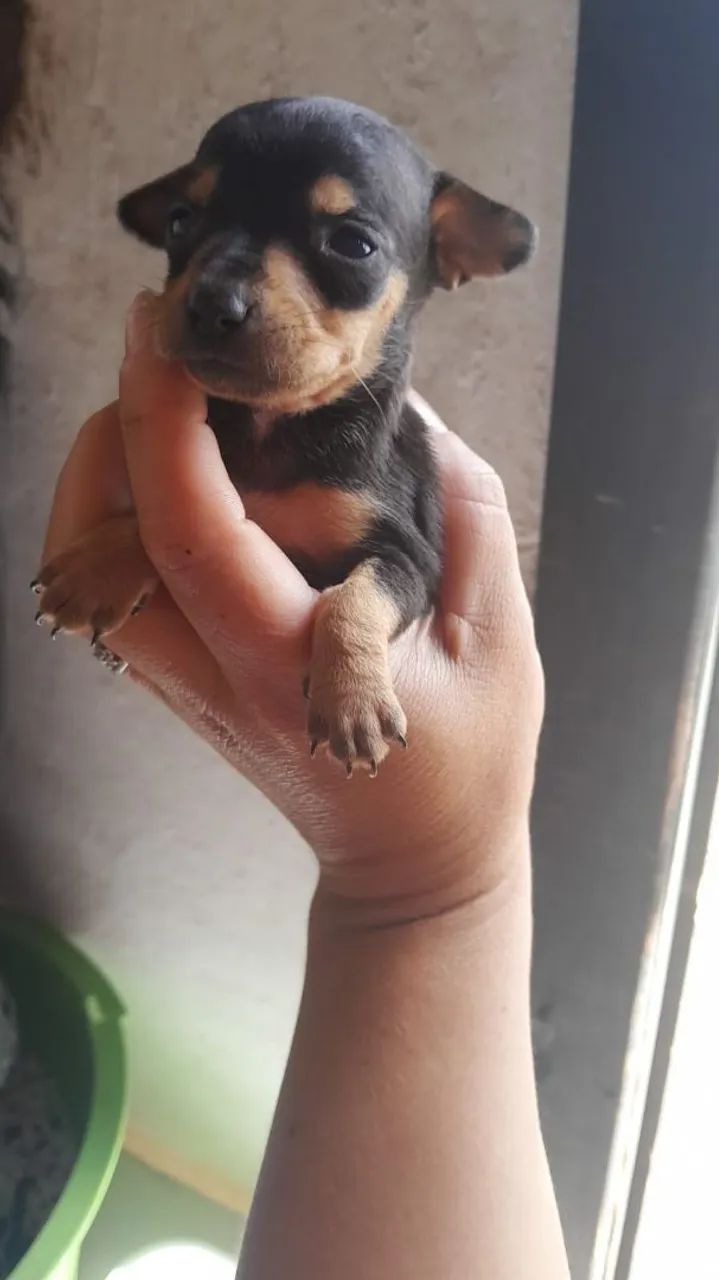Filhote macho de Pinscher Miniatura - Foto 2