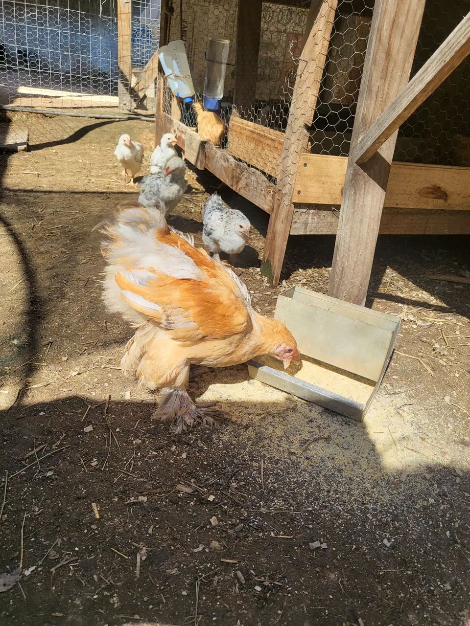 Pintinhos Brahma Lemon