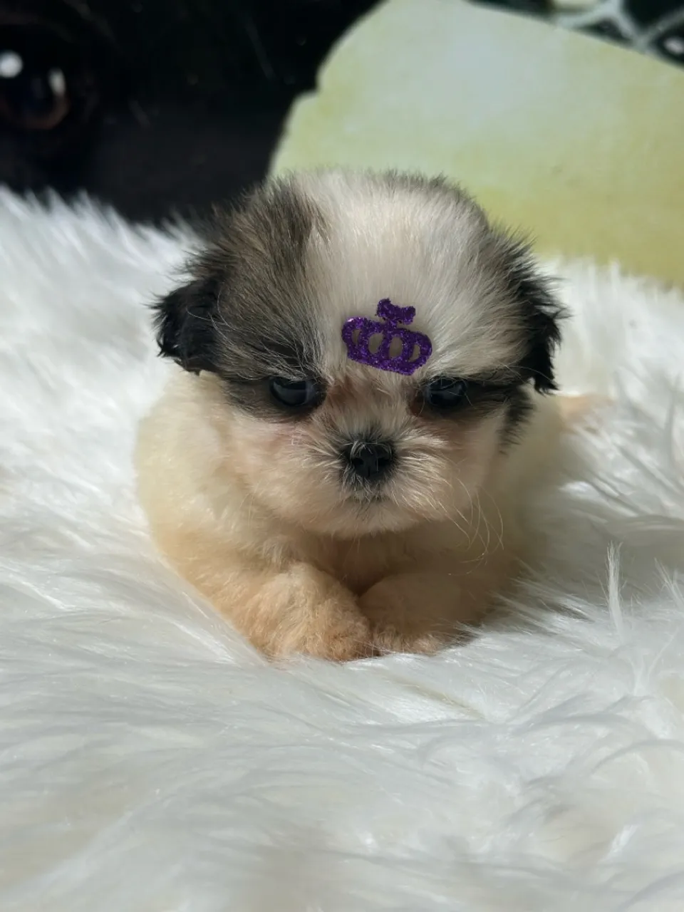 Filhote de Shih Tzu Puro Sangue