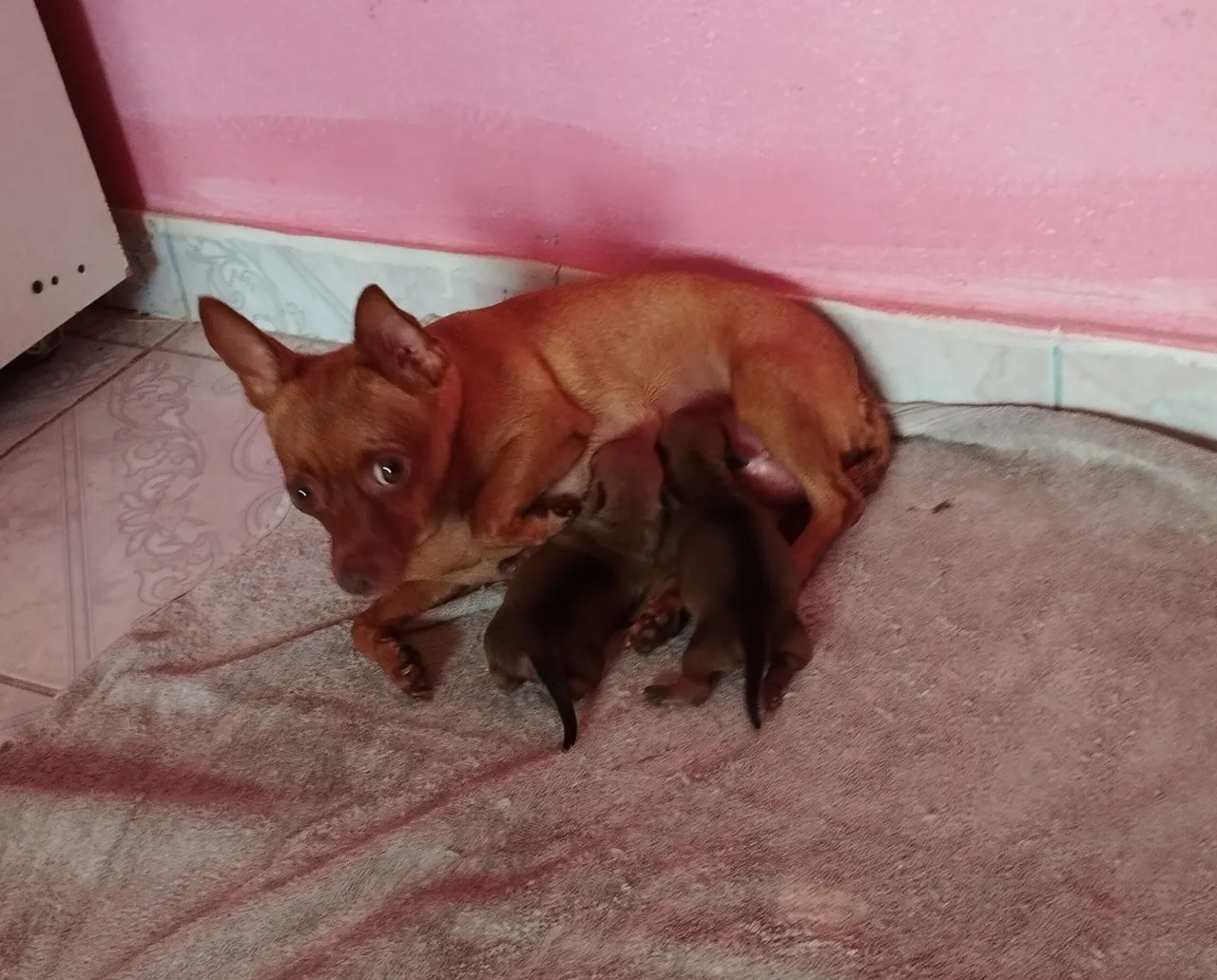 Pinscher com filhotes à venda