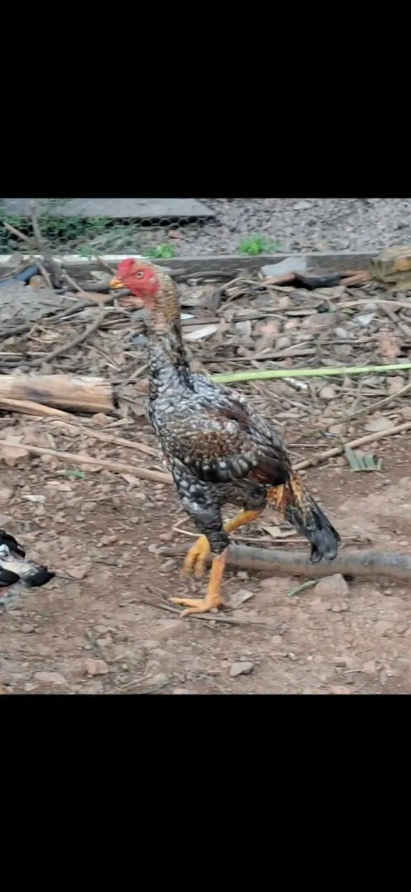 Galo é galinha