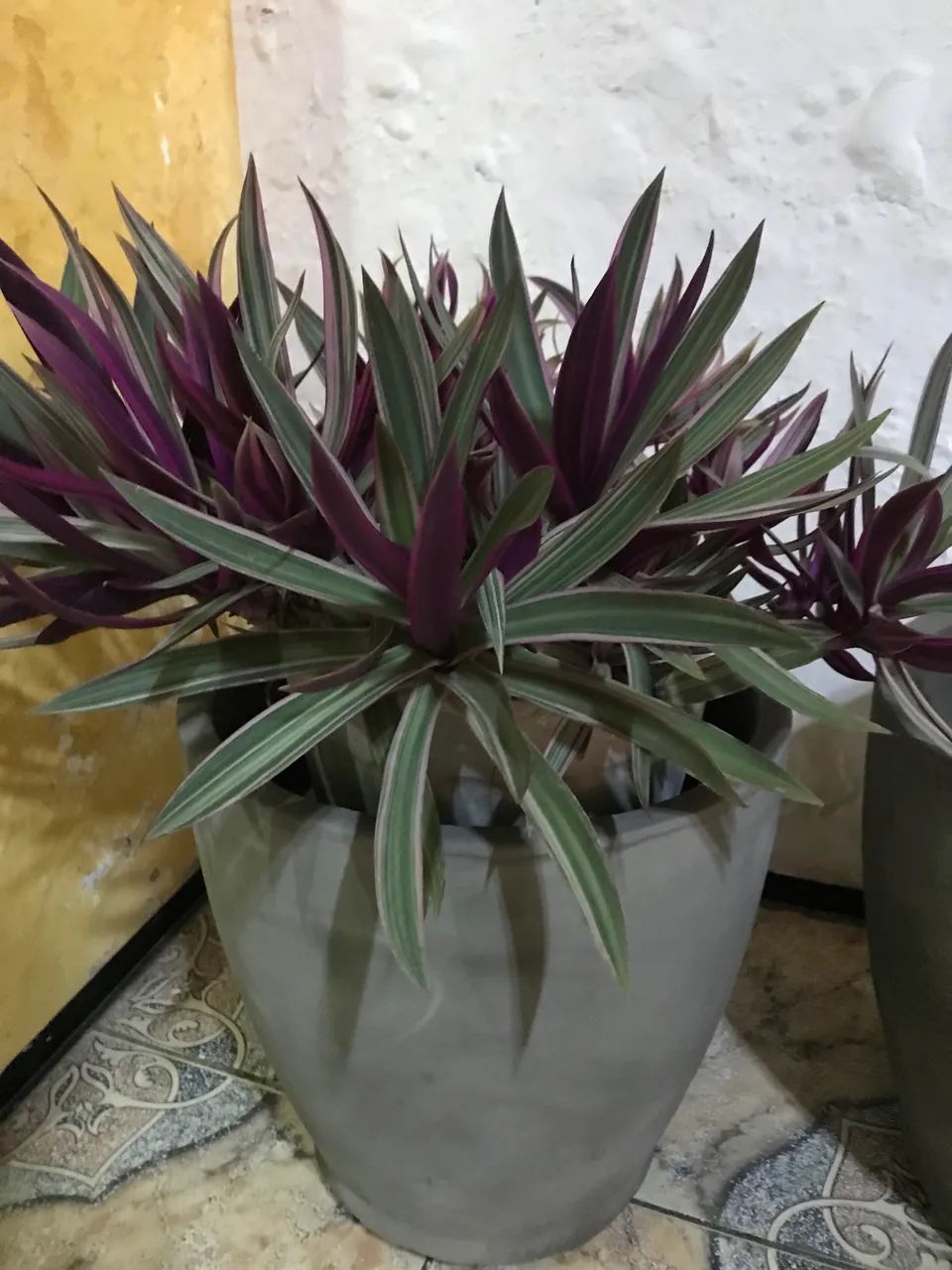 Plantas e jarros  - Foto 4