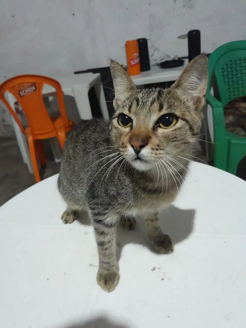 Gatinho lindo para adoção!