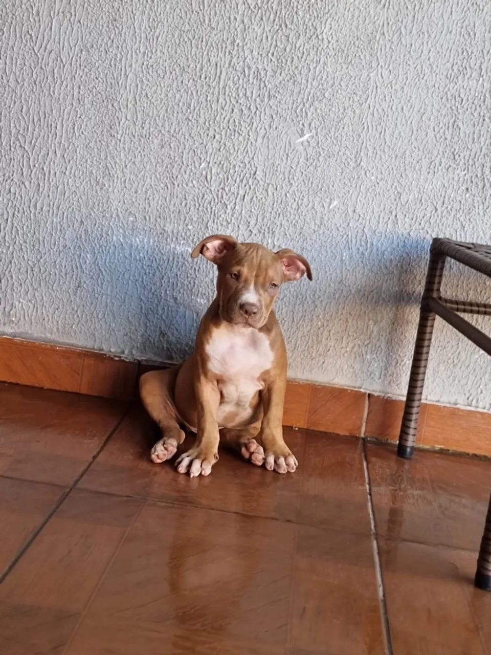 Filhote de Pit Monster 