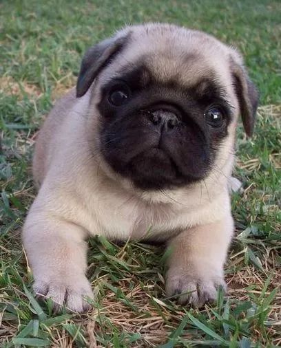 Pug de 46 dias 