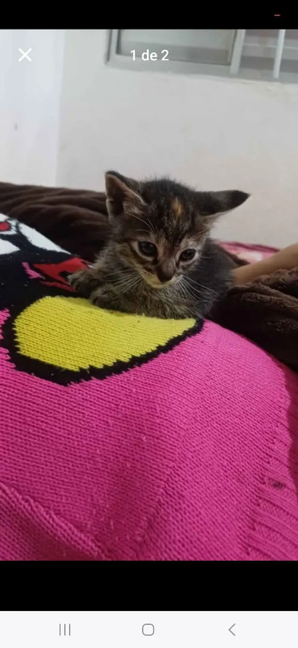 Gatinho Filhote para Adoção