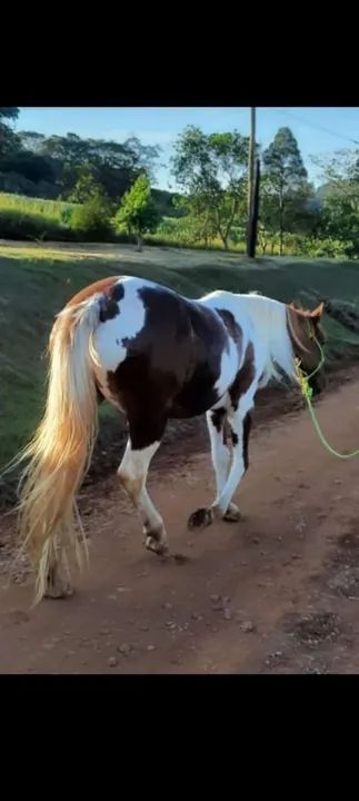 Linda egua quarto de milha  - Foto 2