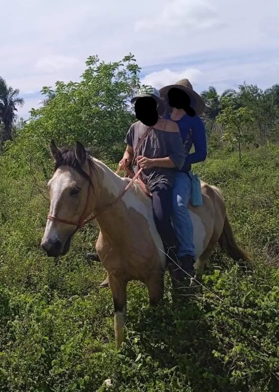 Garanhão Mangolino - Foto 3