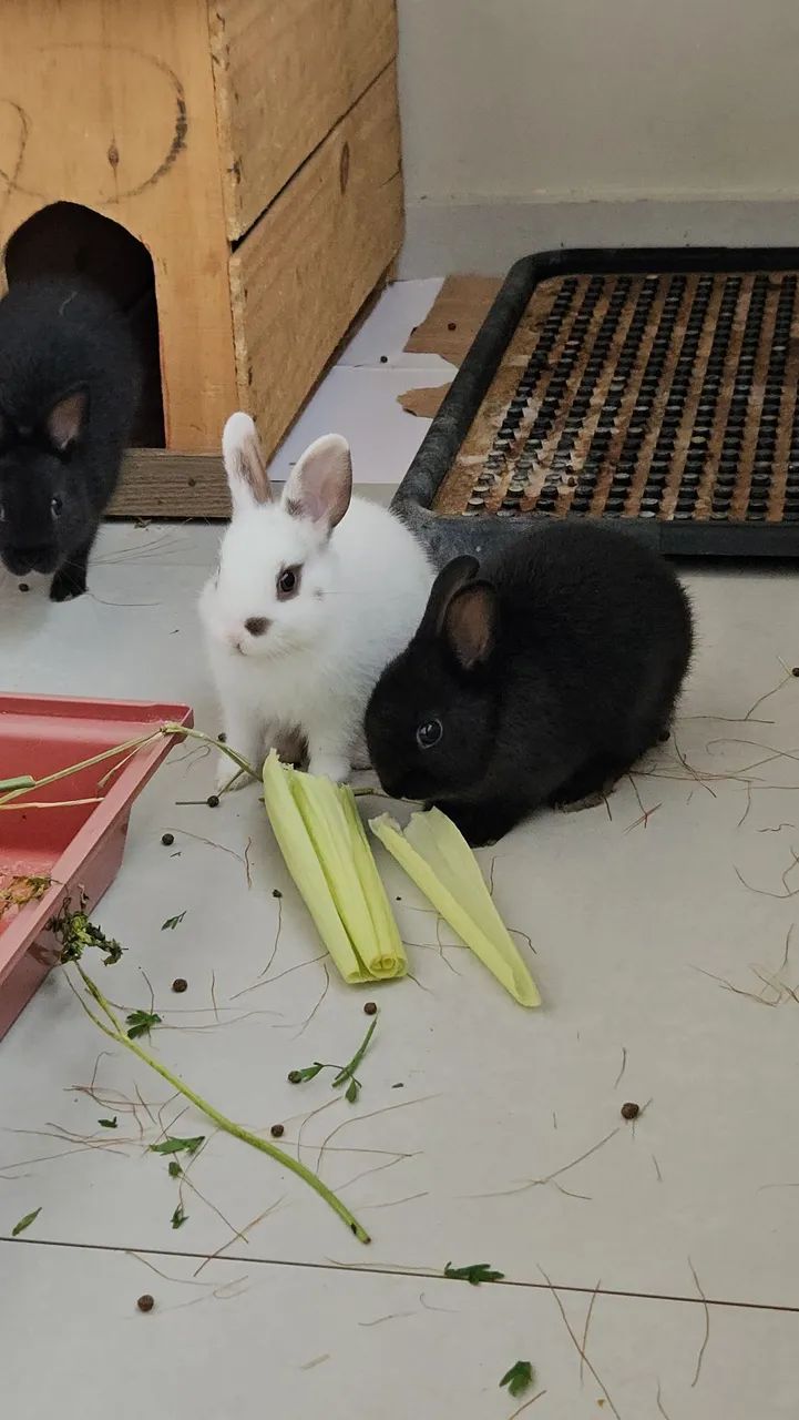 Coelho Anao em Santo André  - Foto 3