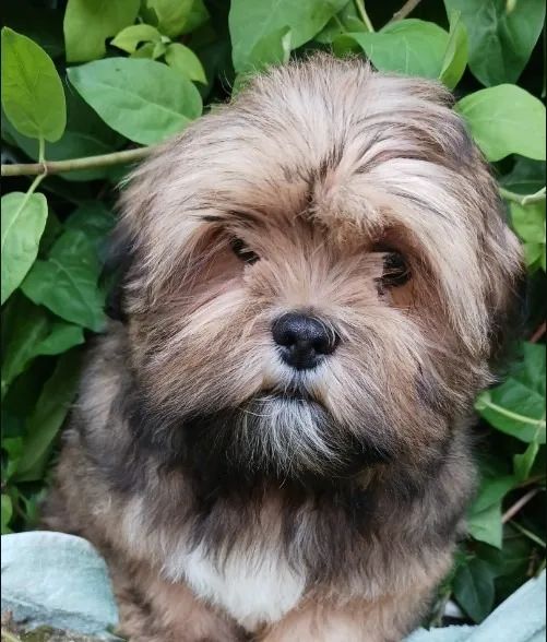 Lhasa-apso macho tamanho pequeno 