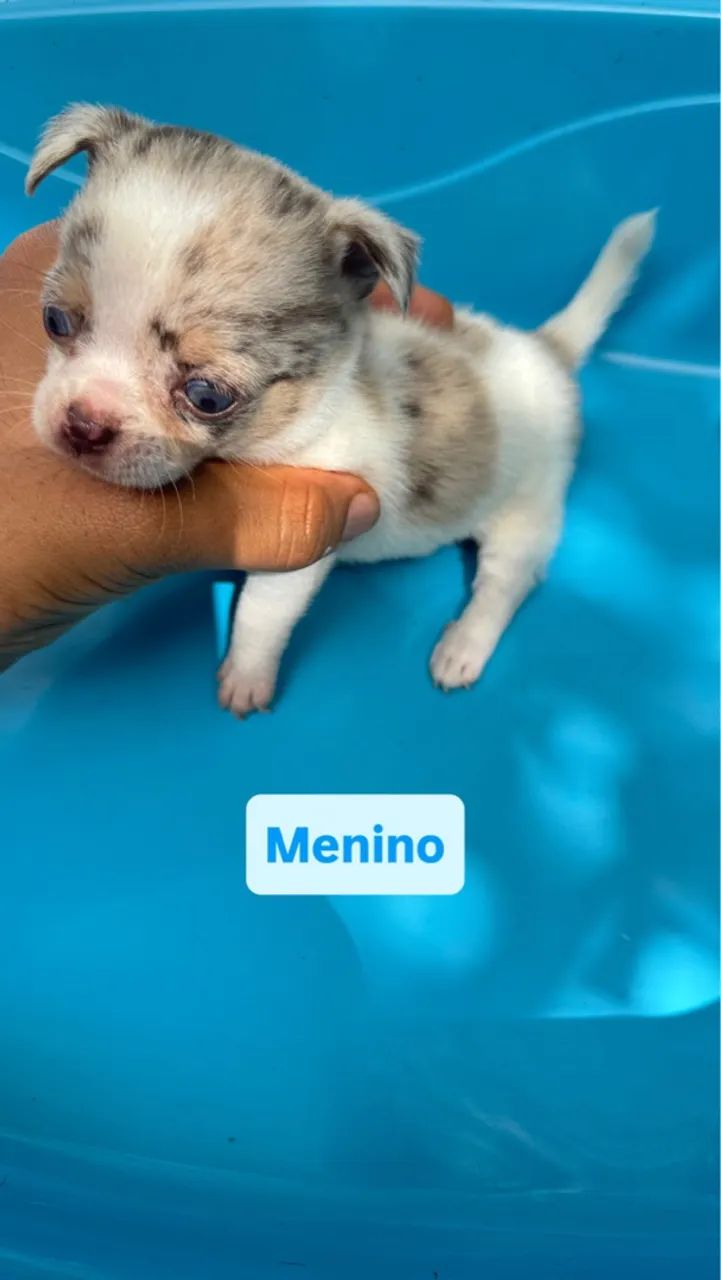 Filhote de Chihuahua  - Foto 5