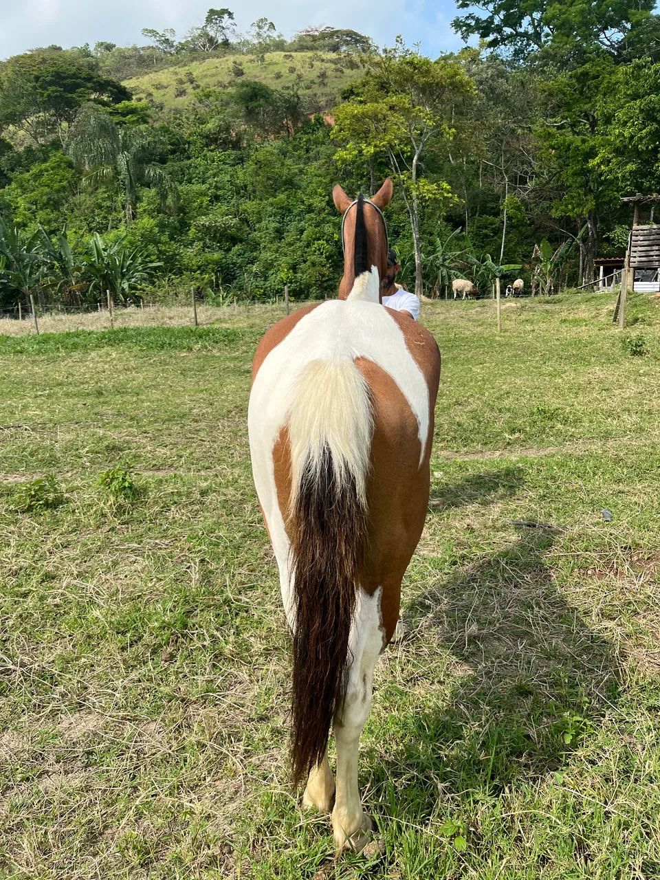 Potra mangalarga  - Foto 3