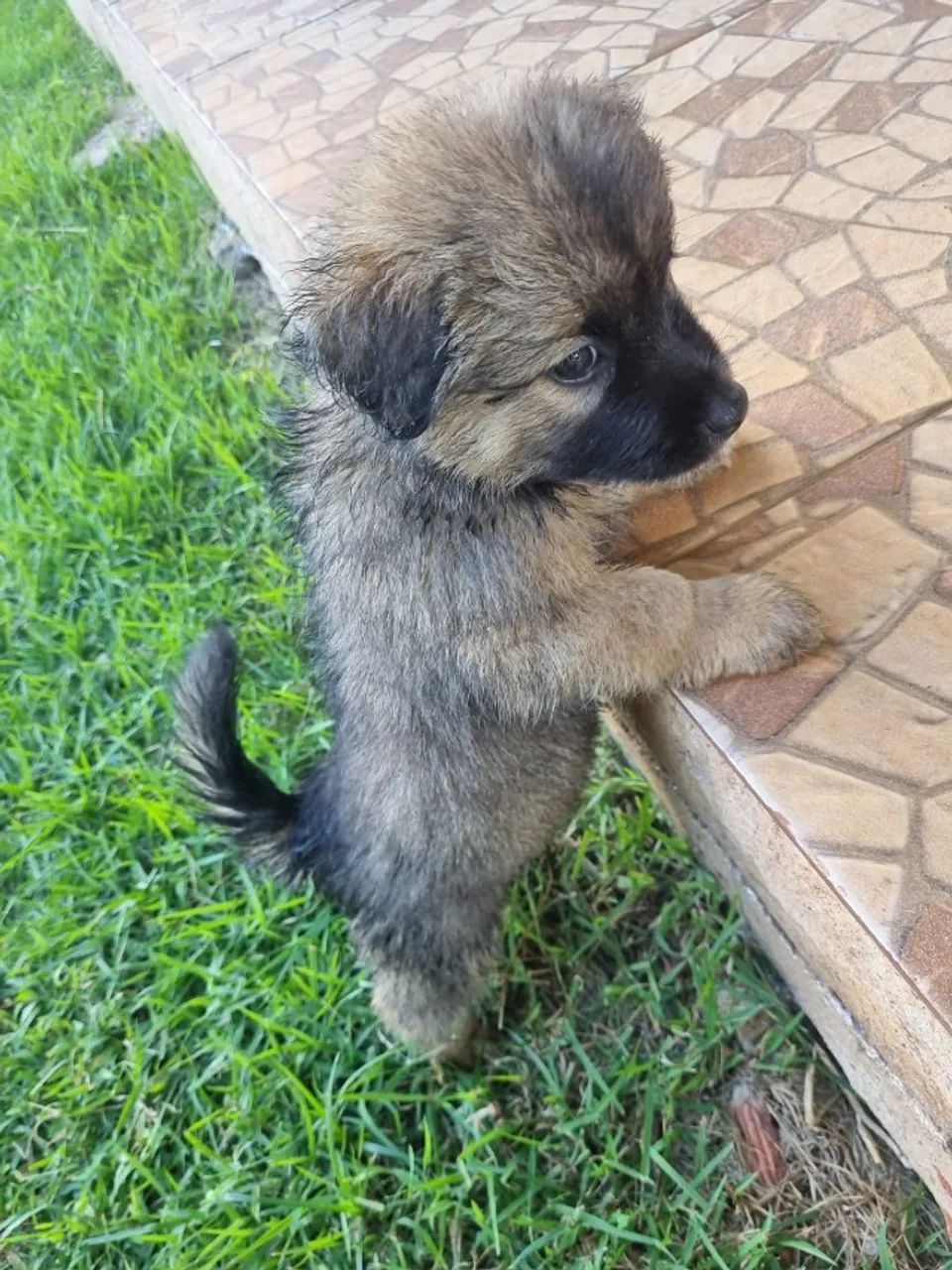 Pet par adoção responsável! - Foto 4