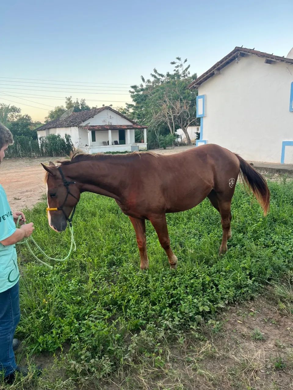 Potro Puro Quarto de milha  - Foto 4