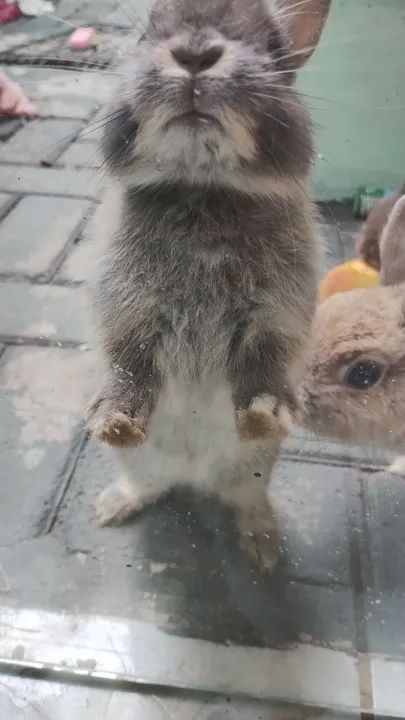 Mini coelho  - Foto 4