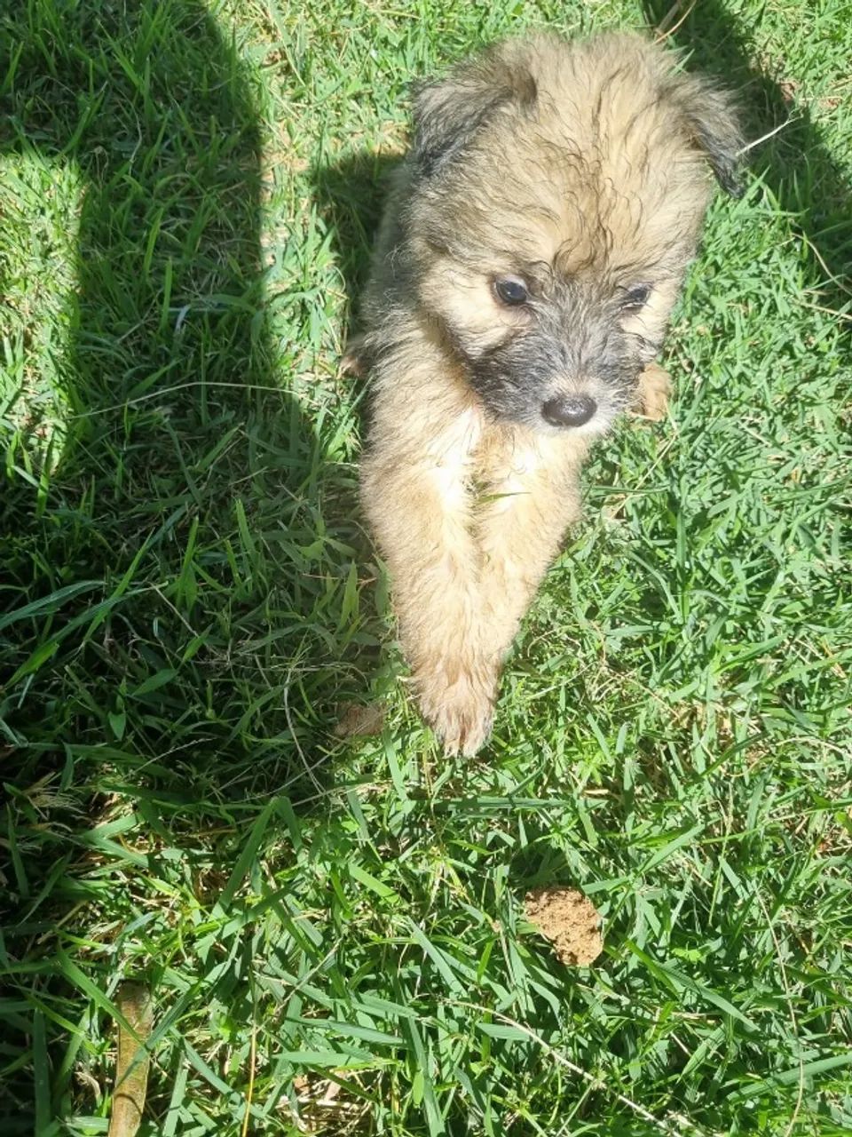 Pet par adoção responsável! - Foto 6