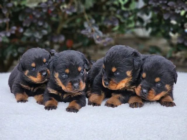 Filhotes de Rottweiler | Excelente Genética