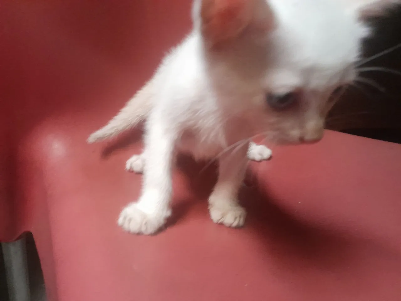 Gatinho filhote branco para adoção