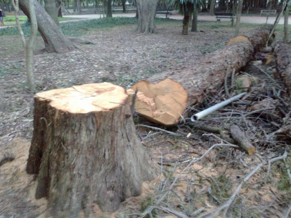 Poda e corte de árvores  - Foto 4