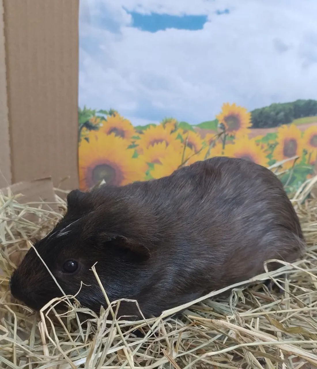 porquinho da india - Foto 3